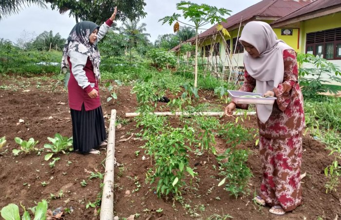 Panen Sayur di Kebun GTK MTsN 4 Tebo.