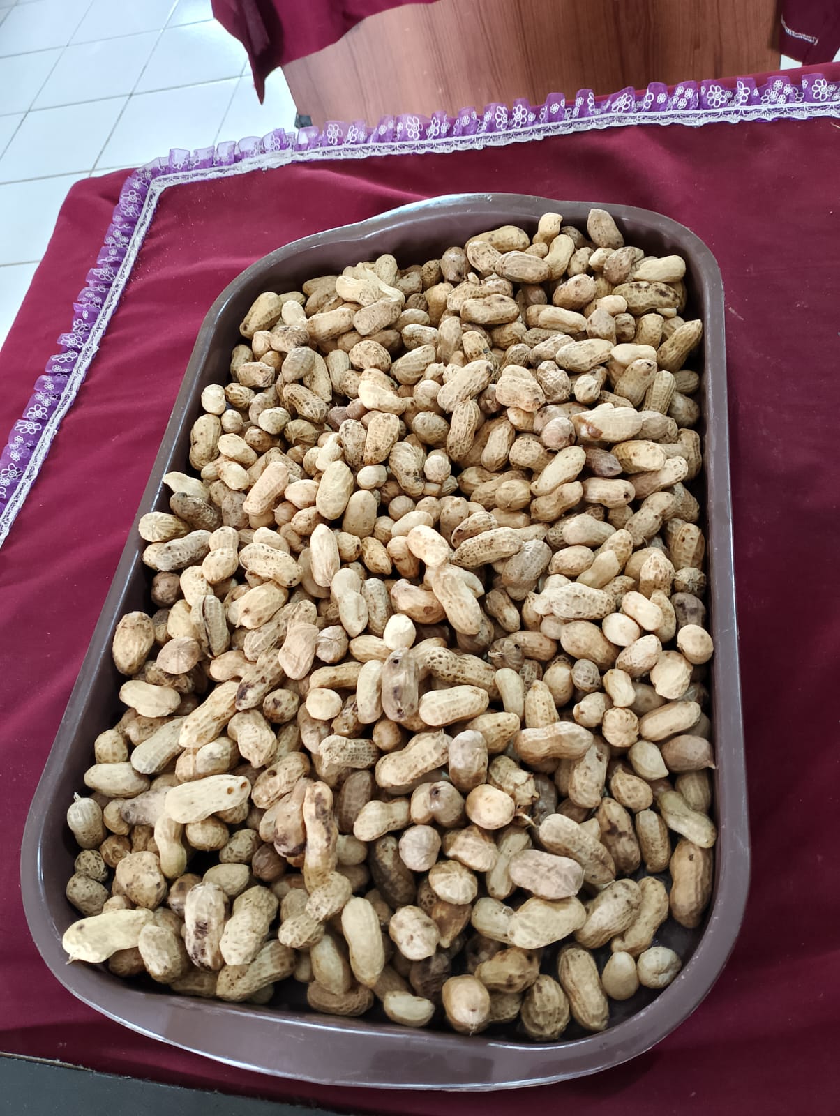 Panen Kacang Tanah Perdana Panen Kacang Tanah Perdana