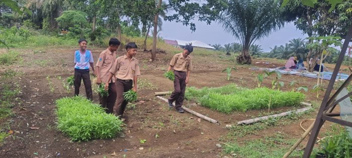 Guru dan Siswa MTsN 4 Tebo Panen Raya, Penuh Berkah di Hari Jumat