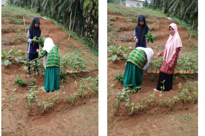 Panen Kangkung dan Bayam Siswa Kelas 7B MTsN 4 Tebo Tambah Kas Kelas