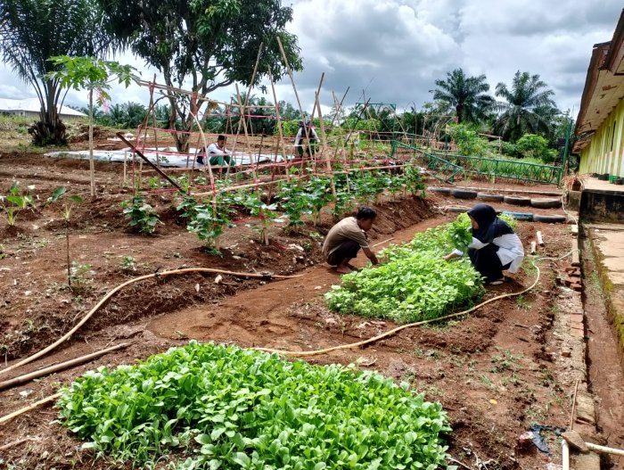 Guru MTsN 4 Tebo Panen Perdana Bayam Dukung Ketahanan Pangan