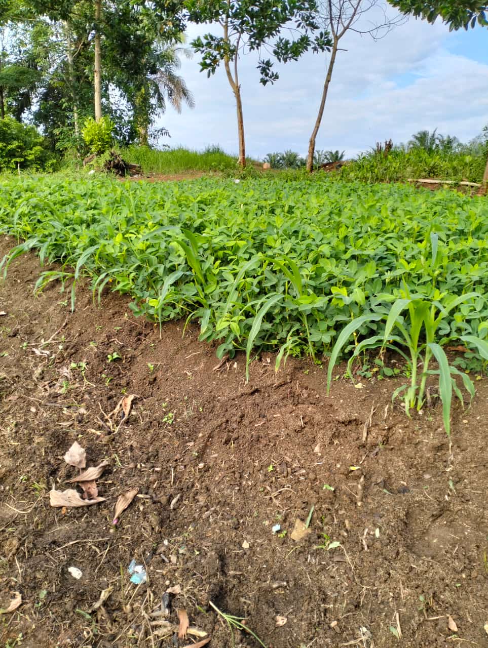 KEWIRAUSAHAAN PERTANIAN PROJEK P5RA MTsN 4 TEBO