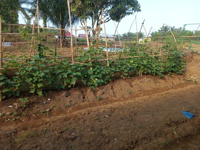 Pagi Penuh Semangat di MTsN 4 Tebo dengan Kegiatan Kebun Mini