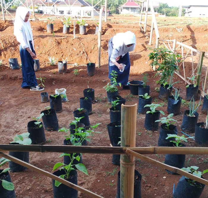 Kelas 8B MTsN 4 Tebo Panen Perdana Bayam