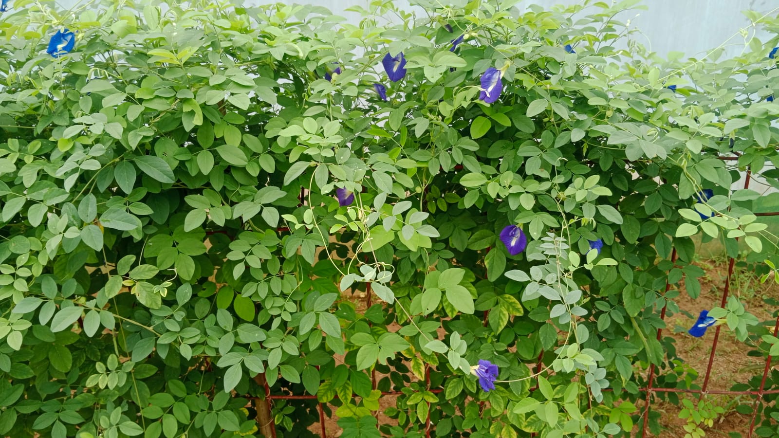 MANFAAT BUNGA TELANG MANFAAT BUNGA TELANG