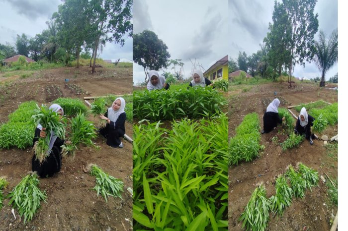 Guru MTsN 4 Tebo Panen Kangkung Sambut Hari Santri Guru MTsN 4 Tebo Panen Kangkung Sambut Hari Santri